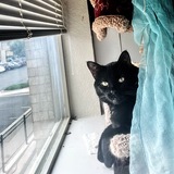 Entry image for Scarlet