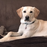 Entry image for Hazel