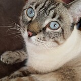 Entry image for B.B. (Bailey Blu)