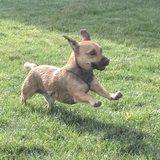 Entry image for Cali