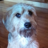 Entry image for Olive