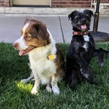 Entry image for Harriet (DFL 2022), Wyatt (DFL 2023), Henry, Ethan