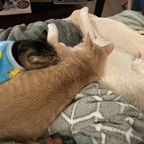 Entry image for Cowboy, Cinder, and Yuna