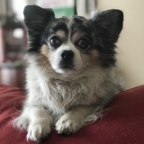 Entry image for Rocky