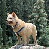 Entry image for Rocket