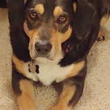 Entry image for Ranger Pat