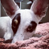 Entry image for Penny