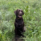 Entry image for Wilson