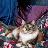 Entry image for Maya