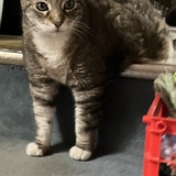 Entry image for Stripey