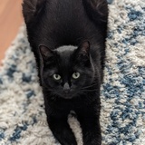 Entry image for Nebula 