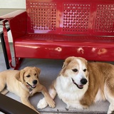 Entry image for Samson and Delilah