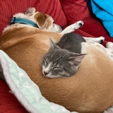 Entry image for Pancake and Poptart