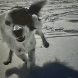 Entry image for Sonny