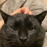 Entry image for Beans