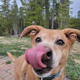 Entry image for Lincoln 