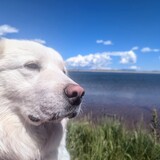 Entry image for Artemis