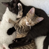 Entry image for Harlow and Theo