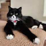 Entry image for Oliver