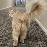 Entry image for Tumbers