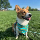 Entry image for Crumpet