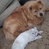 Entry image for Bonsai & Artemis