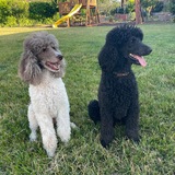 Entry image for Preston and Clover