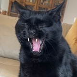 Entry image for Wade