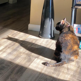 Entry image for Luna aka Batman