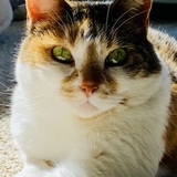 Entry image for Magnolia 