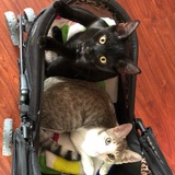 Entry image for Raven and Falkor