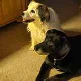 Entry image for Shep and Bambam