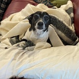 Entry image for Pepito 