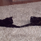 Entry image for Missy and Fuzzy