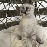 Entry image for Valentina