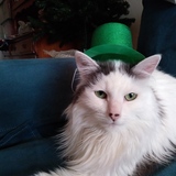 Entry image for Angel 