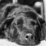 Entry image for Daphne