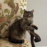 Entry image for Chicken