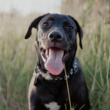 Entry image for Bandit