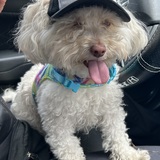 Entry image for Rambi