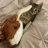 Entry image for Pepper