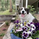 Entry image for Mala