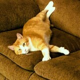 Entry image for Dewey