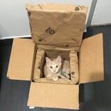 Entry image for Monty