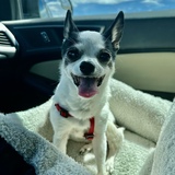 Entry image for Coco