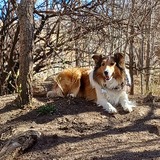 Entry image for Cinnamon 