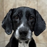 Entry image for Piper the hound 