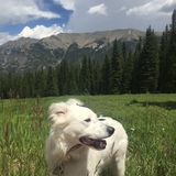 Entry image for Flyer