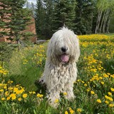 Entry image for Arthur