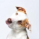 Entry image for Lovie